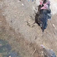 بوقلمون|حیوانات مزرعه|پلدختر, |دیوار