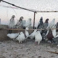 کفتر کبوتر پرشی