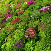 سینره ۱۲۰|گل و گیاه طبیعی|پاکدشت, پاکدشت (مامازند)|دیوار