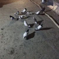 نر گوره ما طوقی دوتا سر ته سیا بقیشونم تهرانی