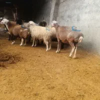 میش|حیوانات مزرعه|کوهدشت, |دیوار