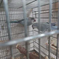 فروش جفت راهب آبی