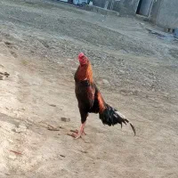 خروس افغانی