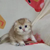 اسکاتیش گلد