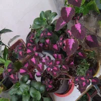 گل حسن یوسف و...