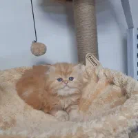 پانسیون گربه خونگی|گربه|مشهد, فرهنگ|دیوار