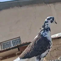 کفتر. فروشی ماده|پرنده|بومهن, |دیوار