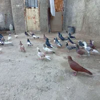 کبوتر|پرنده|شیراز, کوشک میدان|دیوار