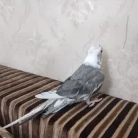 جفت عروس هلندی باقفس