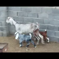 طوقلی گوسفند دوقولوزا|حیوانات مزرعه|گنبد کاووس, |دیوار