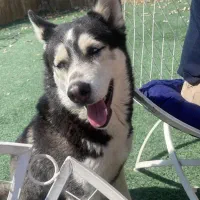 واگذاری ۲تا هاسکی ، شرایط با دقت خوانده شود|سگ|تهران, جمال‌زاده|دیوار