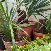 گل و گیاه فروش کلی با قیمت پیشنهادی خودتون|گل و گیاه طبیعی|مشهد, توس (بلوار توس)|دیوار