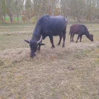 گاومیش.با.گوساله.ماده