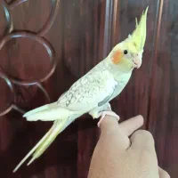 عروس هلندی نر زعفرونی نر آوازخوان سخنگو