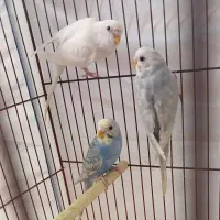 مرغ عشق رینبو|پرنده|رودسر, |دیوار