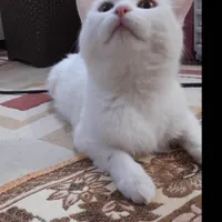 واگذاری گربه پرشین میکس کلاسیک ۱ ساله