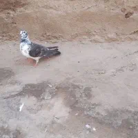 کبوتر|پرنده|زاهدان, |دیوار