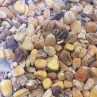 ذرت دامی درجه ۲ خارجی