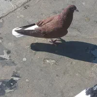 کبوتر|پرنده|نیشابور, شهرک بسیج|دیوار
