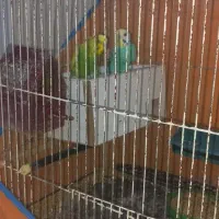 مرغ عشق|پرنده|شاهین‌شهر, گزبرخوار|دیوار