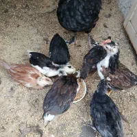 مرغ و جوجه گلین