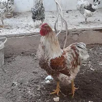 خروس ویاندوت