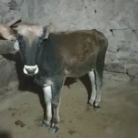 گوساله نردورگ بومی