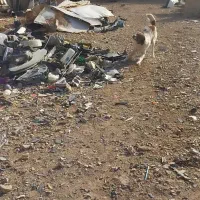 سگ نگهبان|سگ|زرند, |دیوار