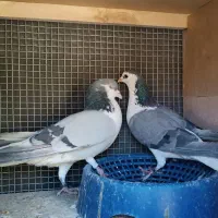 کبوتر زینتی