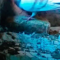 کفتر کاکلی|پرنده|تایباد, |دیوار