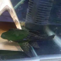 لجن خوار به همراه آکواریوم