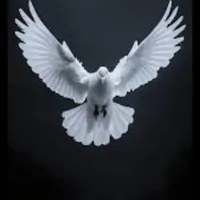 یک عدد بچه کفتر پشت ابری گم شده