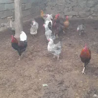 خروس|حیوانات مزرعه|کنگاور, |دیوار