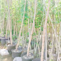 نهال زبان گنجشک و اقاقیا گلدانی