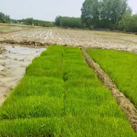 تیم هاشمی