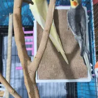 عروس هلندی نر و ماده|پرنده|ماهدشت, |دیوار