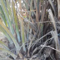 نخل برای قطع کردن