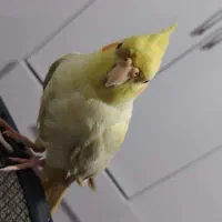 پرنده عروس هلندی