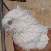 اراکی