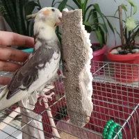 عروس هلندی گمشده|پرنده|زنجان, |دیوار