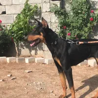 دوبرمن ماده نژاد عالی|سگ|کرمانشاه, |دیوار