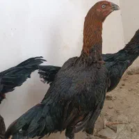 مرغ لاری نصلی|حیوانات مزرعه|مشهد, امیریه|دیوار