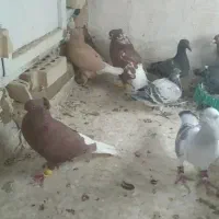 سلام ۳جفت کبوتر خوشگل  به شمار زیر زنگ بزنین