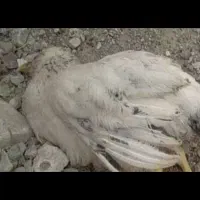 مرغ غذای حیوانات