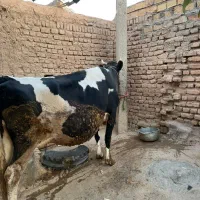 گاو ۸ماه آبستن سیمیتال|حیوانات مزرعه|کوهدشت, |دیوار