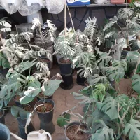 فروش گل و گیاه زینتی