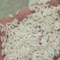 برنج ایرانی، بی واسطه از شالیکار بخرید|خوردنی و آشامیدنی|مشهد, عبادی|دیوار