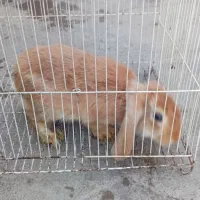 خرگوش