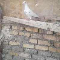 کبوتر همش نر هست جز ماده سرک سوسنی|پرنده|شیراز, شهرک گلها|دیوار