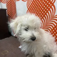 واگذاری رایگان شیتزو تریر اصل